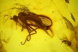 Fossil Fly (Diptera) & Thrips (Thysanoptera) In Baltic Amber - Rare! #142230-1